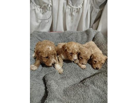 Maltipoo